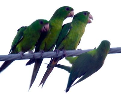 Group-of-parakeets-1