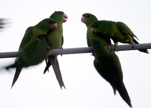 Group-of-parakeets_ii-1